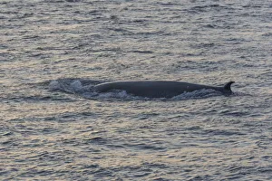 Bryde's Whale -Balaenoptera brydei-, San Cristobal Island, Galapagos Islands, Ecuador Bryde's Whale -Balaenoptera brydei-, San Cristobal Island, Galapagos Islands, Ecuador
