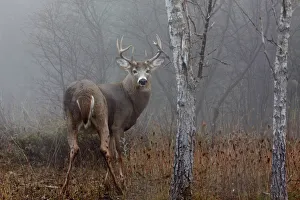 Buck - White-tailed Deer Buck - White-tailed Deer