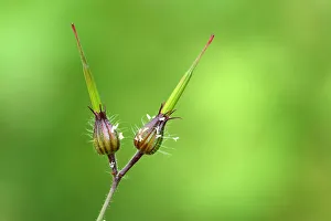 Bud of a Herb Robert, Red Robin, Death come quickly, Storksbill or Robert Geranium Bud of a Herb Robert, Red Robin, Death come quickly, Storksbill or Robert Geranium