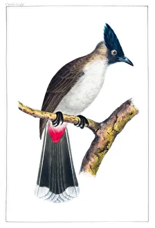 Bulbul bird macao engraving 1856 Bulbul bird macao engraving 1856