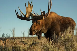 Images Dated 25th October 2014: Bull Moose