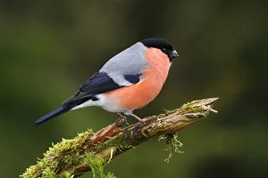Bullfinch -Pyrrhula pyrrhula-, male perchd on a branch, Germany, Europe Bullfinch -Pyrrhula pyrrhula-, male perchd on a branch, Germany, Europe