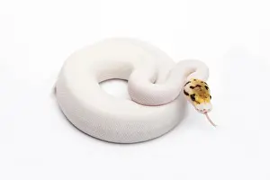 Prints of Bumble Bee Piebald Ball Python or Royal Python -Python regius-, female Royal Python Prints: Bumble Bee Piebald Ball Python Print