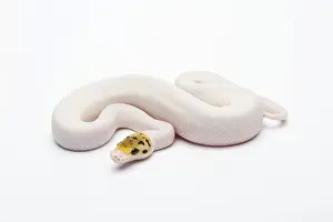 Prints of Bumble Bee Piebald Ball Python or Royal Python -Python regius-, female Royal Python Prints: Bumble Bee Piebald Ball Python Print
