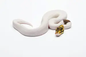 Constrictor Snake Prints: Bumble Bee Piebald Ball Python or Royal Python -Python regius-, male