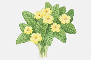 Bumpy leaves and yellow flowers of Primula vulgaris, Primrose Bumpy leaves and yellow flowers of Primula vulgaris, Primrose