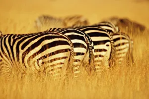 Burchellis zebras (Equus burchelli) standing in row in tall grass Burchellis zebras (Equus burchelli) standing in row in tall grass