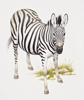 Burchells Zebra, Equus burchelli, front view Burchells Zebra, Equus burchelli, front view