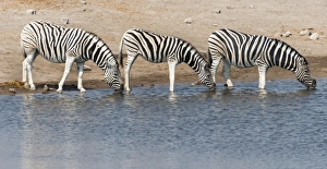 Burchells zebra -Equus burchellii- at Chudob waterhole, Etosha National Park, Namibia Burchells zebra -Equus burchellii- at Chudob waterhole, Etosha National Park, Namibia