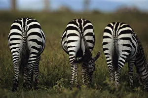 Three Burchells zebras (Equus burchelli) eating grass, Kenya Three Burchells zebras (Equus burchelli) eating grass, Kenya