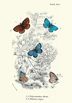 Butterflies, Polyommatus thetis, Plebeius argus Silver-studded blue, Butterfly Art print Butterflies, Polyommatus thetis, Plebeius argus Silver-studded blue, Butterfly Art print