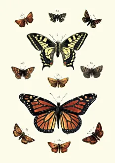 Butterflies, Swallow tail butterfly and Black veined brown, Skippers Butterflies, Swallow tail butterfly and Black veined brown, Skippers