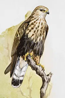 Buzzard (Buteo buteo), perching on a branch Buzzard (Buteo buteo), perching on a branch
