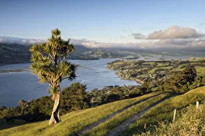 Cabbage tree -Cordyline australis- next to a farm road on grassland, view of the bay of Dunedin Cabbage tree -Cordyline australis- next to a farm road on grassland, view of the bay of Dunedin