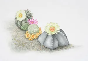 Cactaceae, colourful flowering cacti growing on rock surface Cactaceae, colourful flowering cacti growing on rock surface