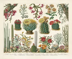 Magical world illustration/botanical illustrations/cacti chromolithograph published 1900 Magical world illustration/botanical illustrations/cacti chromolithograph published 1900