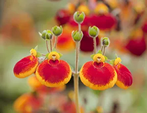 Calceolaria, Ladys Purse or Slipper Flower -Calceolaria spec. Hybrid calynopsis orange-, in flower, garden plant Calceolaria, Ladys Purse or Slipper Flower -Calceolaria spec. Hybrid calynopsis orange-, in flower, garden plant
