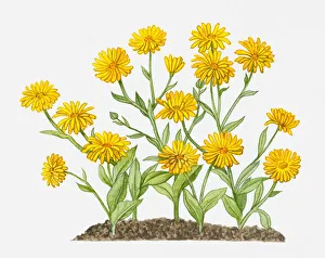 Calendula arvensis (Field Marigold) with yellow flowers and green leaves on long stems Calendula arvensis (Field Marigold) with yellow flowers and green leaves on long stems