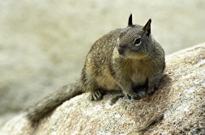 California ground squirrel (Spermophilus beecheyi) on the coast of Monterey, California, USA California ground squirrel (Spermophilus beecheyi) on the coast of Monterey, California, USA