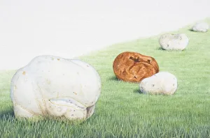 Calvatia gigantea, Giant Puffball, football-shaped mushrooms in a field, including ripe, edible white ones and inedible Calvatia gigantea, Giant Puffball, football-shaped mushrooms in a field, including ripe, edible white ones and inedible