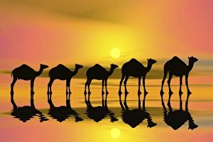Camel caravan at sunset, silhouette, 3D graphics Camel caravan at sunset, silhouette, 3D graphics