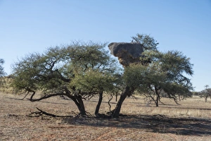 Camel thorn tree -Acacia erioloba- with nesting colony of the Sociable Weaver -Philetairus socius-, Kalahari, Namibia Camel thorn tree -Acacia erioloba- with nesting colony of the Sociable Weaver -Philetairus socius-, Kalahari, Namibia