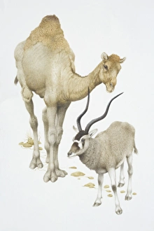 Camelus dromedarius and addax nasomaculatus, Dromedary camel and Addax, front view Camelus dromedarius and addax nasomaculatus, Dromedary camel and Addax, front view