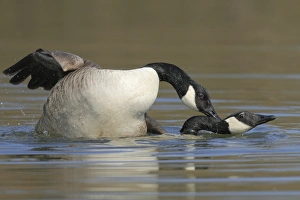Canada geese -Branta canadensis- mating in water Canada geese -Branta canadensis- mating in water