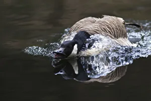 Canada Goose -Branta canadensis- displaying threatening behavior, Naturpark Arnsberger Wald, Sauerland, North Rhine-Westphalia, Germany Canada Goose -Branta canadensis- displaying threatening behavior, Naturpark Arnsberger Wald, Sauerland, North Rhine-Westphalia, Germany