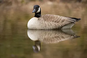 Canada Goose -Branta canadensis- in water, North Rhine-Westphalia, Germany Canada Goose -Branta canadensis- in water, North Rhine-Westphalia, Germany