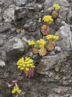 Canary Golden Mountain Rose -Greenovia aurea-, La Gomera, Canary Islands, Spain, Europe, La Gomera, Valle Gran Rey Canary Golden Mountain Rose -Greenovia aurea-, La Gomera, Canary Islands, Spain, Europe, La Gomera, Valle Gran Rey