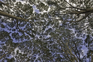 Canopies of old growth tall Karri trees, Australia Canopies of old growth tall Karri trees, Australia