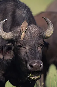 Cape buffalo (Syncerus caffer) with bird on head, Kenya Cape buffalo (Syncerus caffer) with bird on head, Kenya