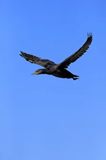 Cape Cormorant or Cape Shag -Phalacrocorax capensis-, adult flying, Bettys Bay, Western Cape, South Africa Cape Cormorant or Cape Shag -Phalacrocorax capensis-, adult flying, Bettys Bay, Western Cape, South Africa