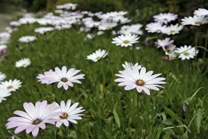 African Daisy Collection: Cape Daisies -Osteospermum sp. -, England, United Kingdom