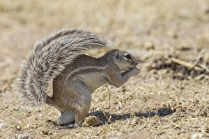 Cape ground squirrel -Xerus inauris-, Etosha National Park, Namibia, Africa Cape ground squirrel -Xerus inauris-, Etosha National Park, Namibia, Africa
