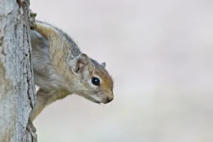 Cape Ground Squirrel -Xerus inauris-, Namibia Cape Ground Squirrel -Xerus inauris-, Namibia