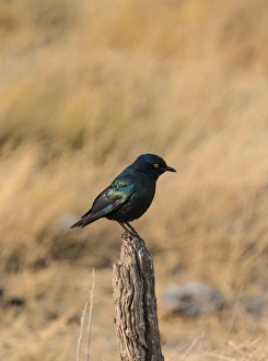 Cape Starling -Lamprotornis nitens- perched on a post, Etosha National Park, Namibia Cape Starling -Lamprotornis nitens- perched on a post, Etosha National Park, Namibia