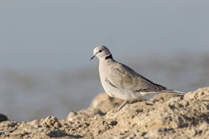 Cape turtle dove -Streptopelia capicola-, Etosha National Park, Namibia, Africa Cape turtle dove -Streptopelia capicola-, Etosha National Park, Namibia, Africa