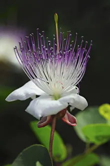 Caper bush -Capparis spinosa-, flower, Europe Caper bush -Capparis spinosa-, flower, Europe