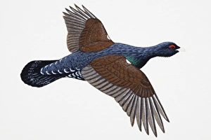 Capercaillie (Tetrao urogallus), also known Wood Grouse or more specifically Western Capercaillie Capercaillie (Tetrao urogallus), also known Wood Grouse or more specifically Western Capercaillie