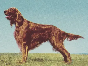 Irish Setter Print: Captivating Art Illustration