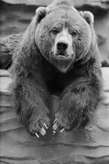 Captive Bear Print, 1955
