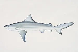 Carcharhinus leucas, Bull Shark, side view Carcharhinus leucas, Bull Shark, side view