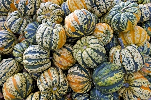 Carnival F1, squash -Cucurbita-, Baden-Wuerttemberg, Germany, Europe Carnival F1, squash -Cucurbita-, Baden-Wuerttemberg, Germany, Europe
