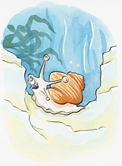 Cartoon of Common Periwinkle (Littorina littorea), an underwater sea snail using tentacle Cartoon of Common Periwinkle (Littorina littorea), an underwater sea snail using tentacle