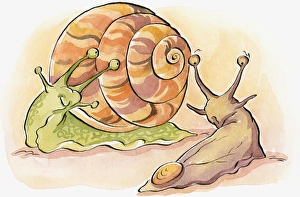 Cartoon of Garden Snail (helix aspera) with green body and multi coloured shell and brown Garden Slug (Arion hortensis) Cartoon of Garden Snail (helix aspera) with green body and multi coloured shell and brown Garden Slug (Arion hortensis)