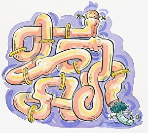 Cartoon of human ileum represented as twisted pipes and valves with food passing through Cartoon of human ileum represented as twisted pipes and valves with food passing through