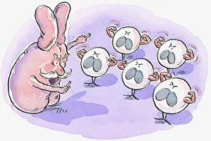 Cartoon representing thymus pointing at white blood cells flexing muscles Cartoon representing thymus pointing at white blood cells flexing muscles