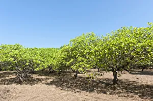 Cashew -Anacardium occidentale- trees on a plantation, cultivation of cashew nuts, Ko Phayam, Provinz Ranong, Thailand Cashew -Anacardium occidentale- trees on a plantation, cultivation of cashew nuts, Ko Phayam, Provinz Ranong, Thailand